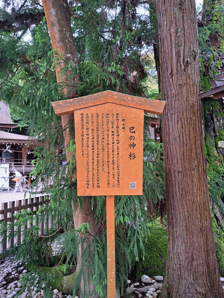 大神神社 巳の神杉